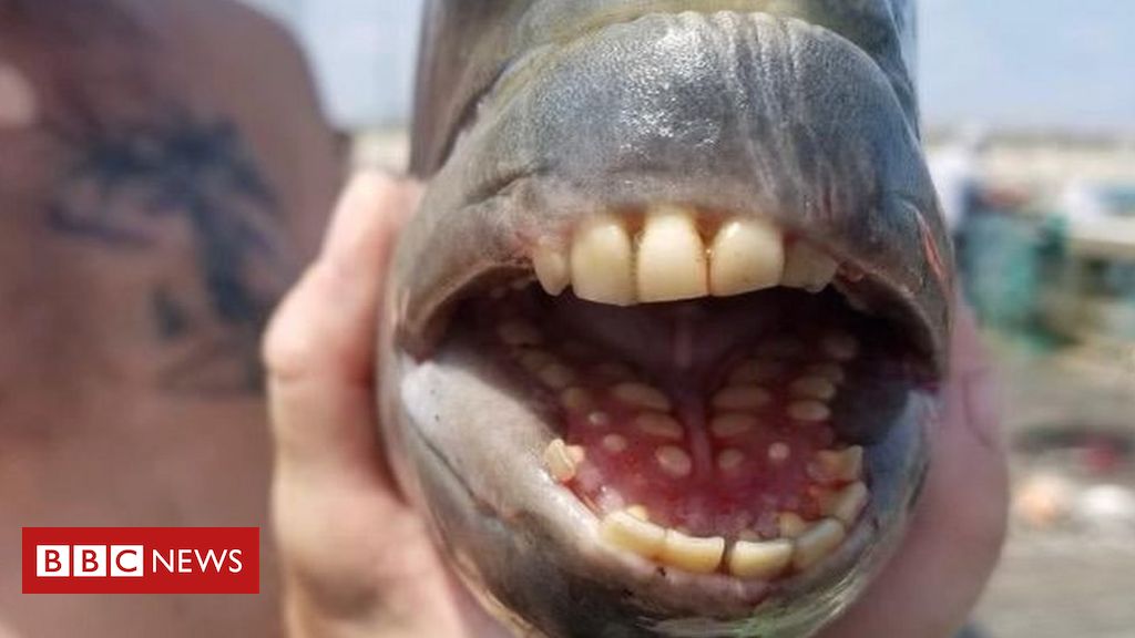 Fish with 'human' teeth caught in North Carolina