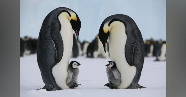 世界最大のペンギン、絶滅の危機　気候変動で繁殖地氷解―南極：時事ドットコム
