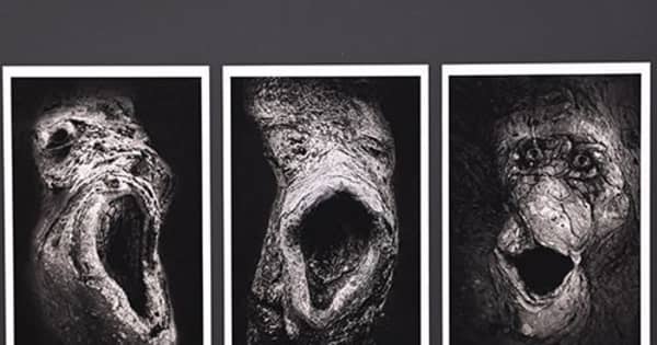 「樹の叫び」写真が知事賞　屋富祖さん、コロナ禍の世情を作品に　県芸術文化祭
