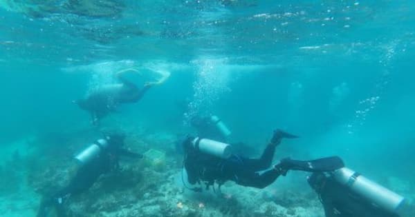 沖縄防衛局がサンゴ移植を強行継続　環境監視委に事後報告
