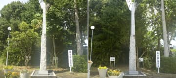 被爆樹木2世、誤って伐採　長崎県大村市の公園