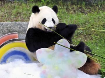 和歌山のパンダ、彩浜3歳に　氷をプレゼント、誕生日祝う