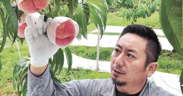 「津軽の桃」実りたわわ　平川で収穫シーズン