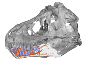 ティラノサウルス下顎に神経集中　触覚センサーか、福井県大