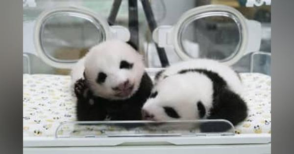 上野の双子パンダ、誕生2カ月　名前公募は終了、命名準備へ