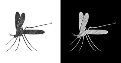 「世界最大の蚊の工場」中国で研究進む。不妊を引き起こすオスの蚊、1日500万匹を野外に放出