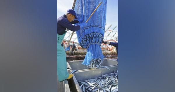 サンマ漁、大型船初水揚げも低調　日本一の北海道根室市
