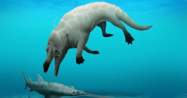 4本足の新種クジラの化石、エジプトで発見