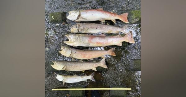 「幻の魚」イトウ大量死、北海道　暑さで酸欠か、宗谷地方の河川