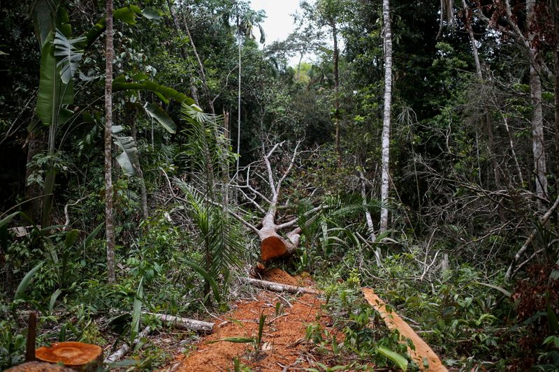 世界の樹木3割に絶滅リスク、気候変動も新たな脅威＝保護団体