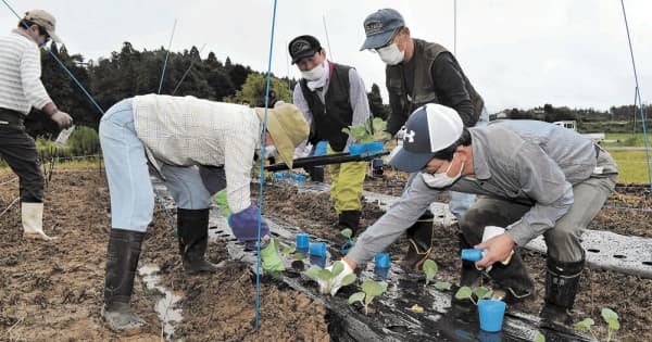 帰還困難区域に畑を再び　住民避難続く福島・双葉で野菜の試験栽培