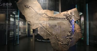 先史時代は海だった　中国貴州省の海洋生物化石を探訪