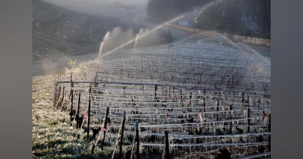仏ワイン、今年の生産量は過去最低に　ブドウ畑の遅霜や病害で
