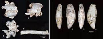 本州のヒグマは新系統　化石からDNA抽出に成功