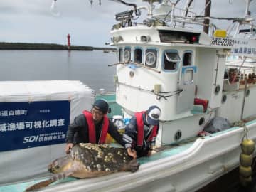 北海道でアカウミガメ保護　2年連続「水温上昇が影響」