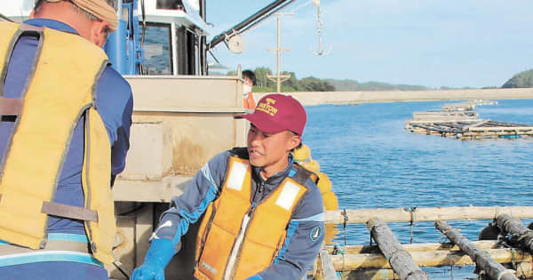 東京から陸前高田へ　23歳漁師、カキ養殖で独り立ち目指す