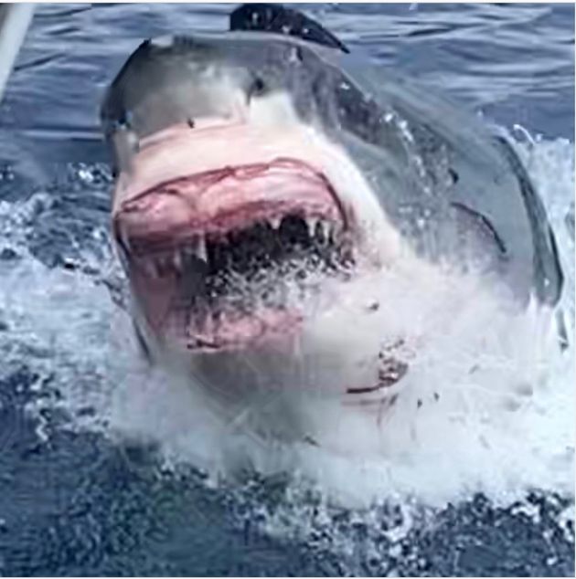 歯がほとんどないサメを発見⇒「どなたか良い歯科医をご存知ありません