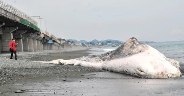 砂浜にどーん、マッコウクジラ漂着　神奈川・小田原、体長15メートル