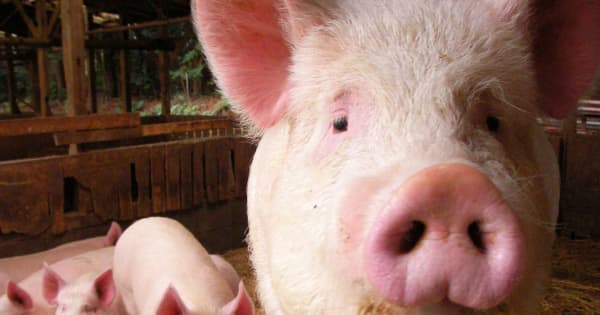 動物愛護「先進国」、来年の州法施行で食肉が消える？　斜陽化する米国の畜産業【世界から】