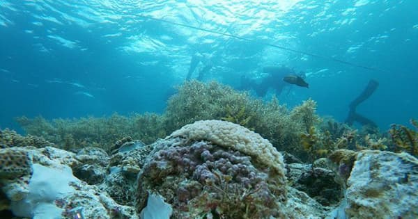 サンゴ砕かれ接着剤辺野古工事「宝の海」大浦湾を潜る
