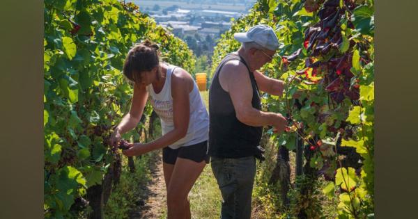 ワイン生産、過去最低か　コロナ禍で二重苦―仏