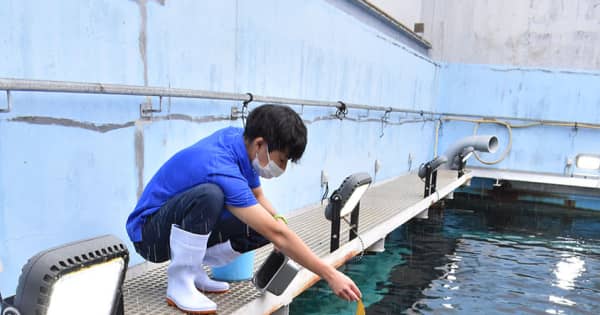 箱根園水族館のウミガメ、海の環境守る昆布をパクパク