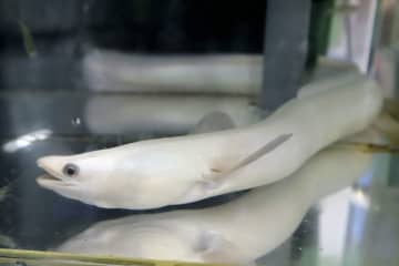 真っ白なニホンウナギ　四国水族館で展示、徳島から寄贈