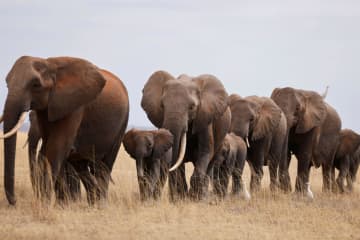 密猟対策でゾウ生息数回復　ケニア初の「動物国勢調査」