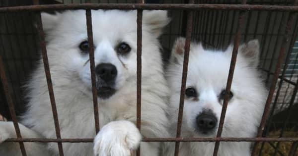 韓国の文大統領、犬肉食の禁止を示唆　需要減退を受け