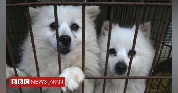 韓国の文大統領、犬肉食の禁止を示唆　需要減退を受け