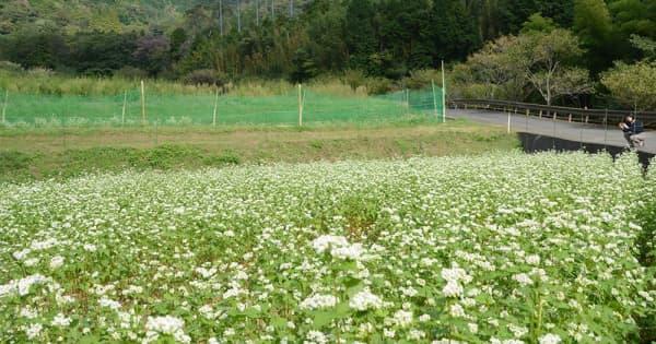 神奈川・秦野で「白いじゅうたん」秋の彩り　かつて葉タバコの裏作、今や特産