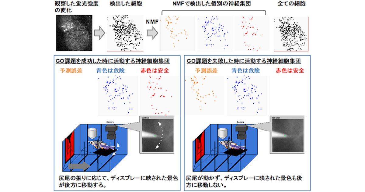 脳は未来予測と現実の誤差を最小化することで危険を回避する 理研が確認