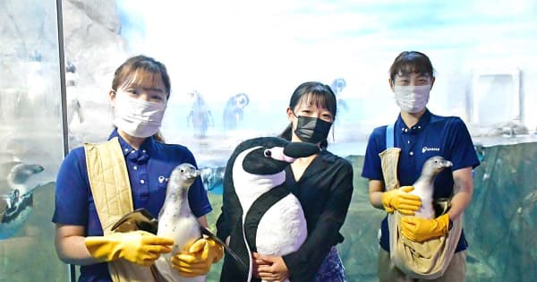 愛称は「ポピー」と「リリー」です　新江ノ島水族館のきょうだいペンギン