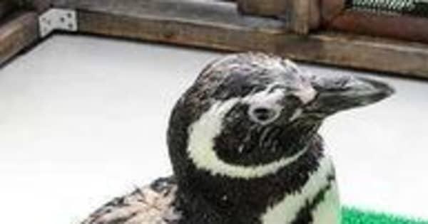 スマスイのマゼランペンギン「茶銀」死ぬ　国内長寿2位の雌　愛嬌たっぷりの人気者