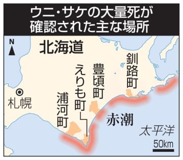 北海道でウニとサケ大量死　赤潮が影響か、漁師「無念」