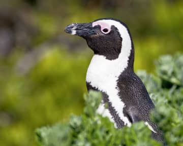 ハチに刺されてペンギン大量死　南アフリカで絶滅危惧種