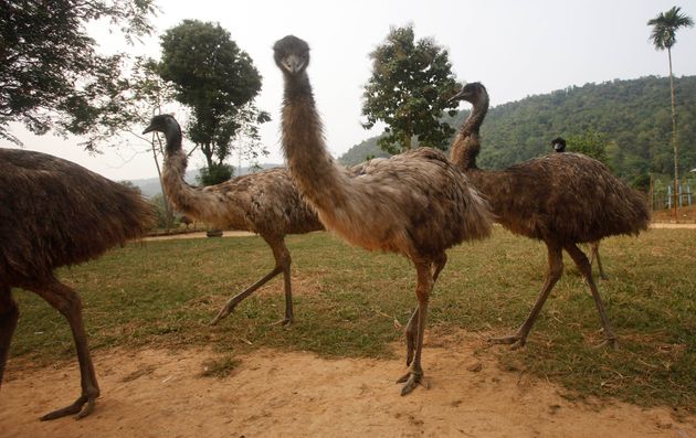 エミューってどんな鳥 菊池エミュー観光牧場 から羽が逃走