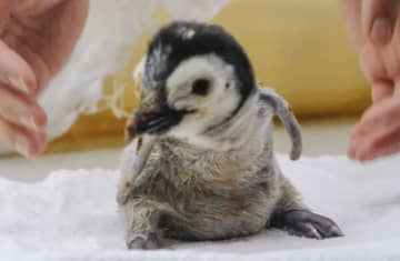 赤ちゃんペンギン公開、和歌山　アドベンチャーワールド
