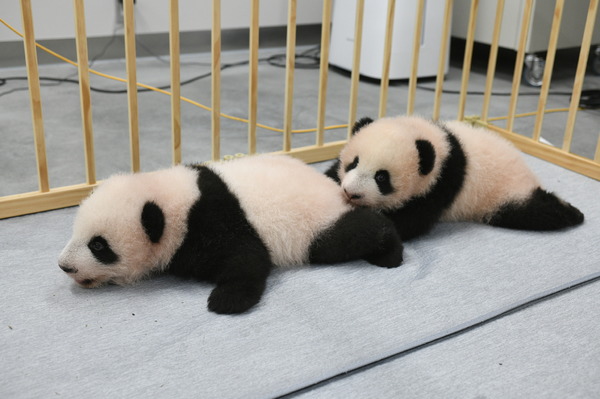 上野動物園の双子パンダの名前決定、母子公開は来年1月をめど