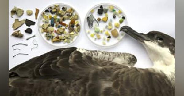 世界の海鳥52％、化学物質汚染　プラスチック原因と指摘