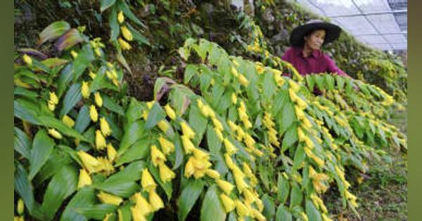 和歌山・すさみで「貴婦人」満開　黄色い花、農家の石垣に