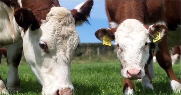 中国、イギリス産牛肉の輸入を再び禁止　BSE確認で