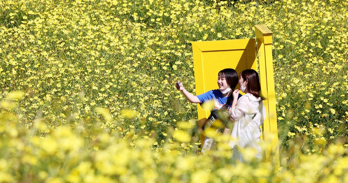 キバナコスモス見ごろ　400万本、丘を黄色に　東京・昭和記念公園