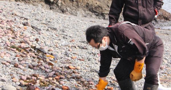 赤潮の漁業被害、北海道で46億円に　ウニ1500トンが死ぬ