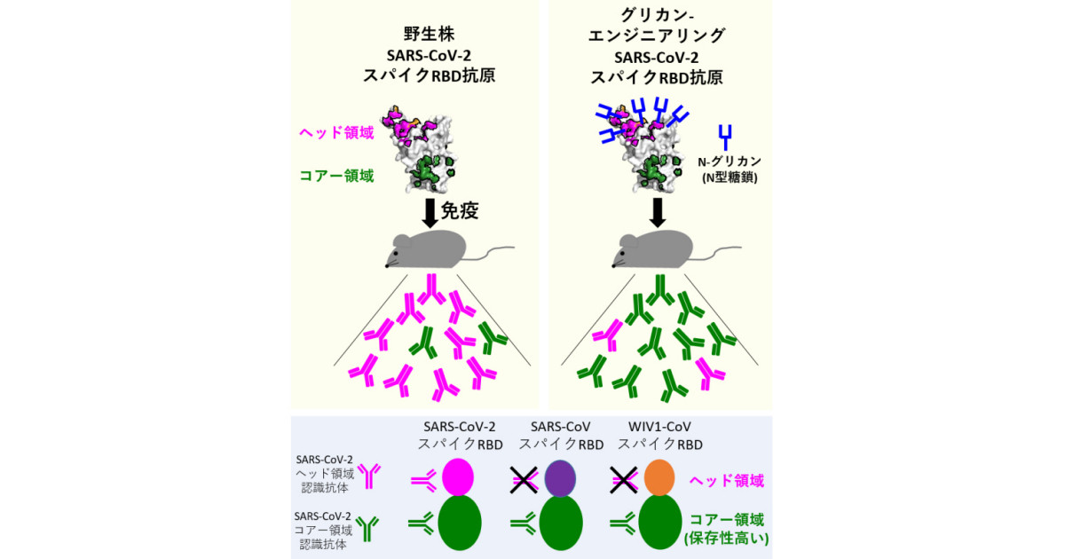 阪大、新型コロナだけでなくSARS類縁ウイルスにも有効なワクチンを開発