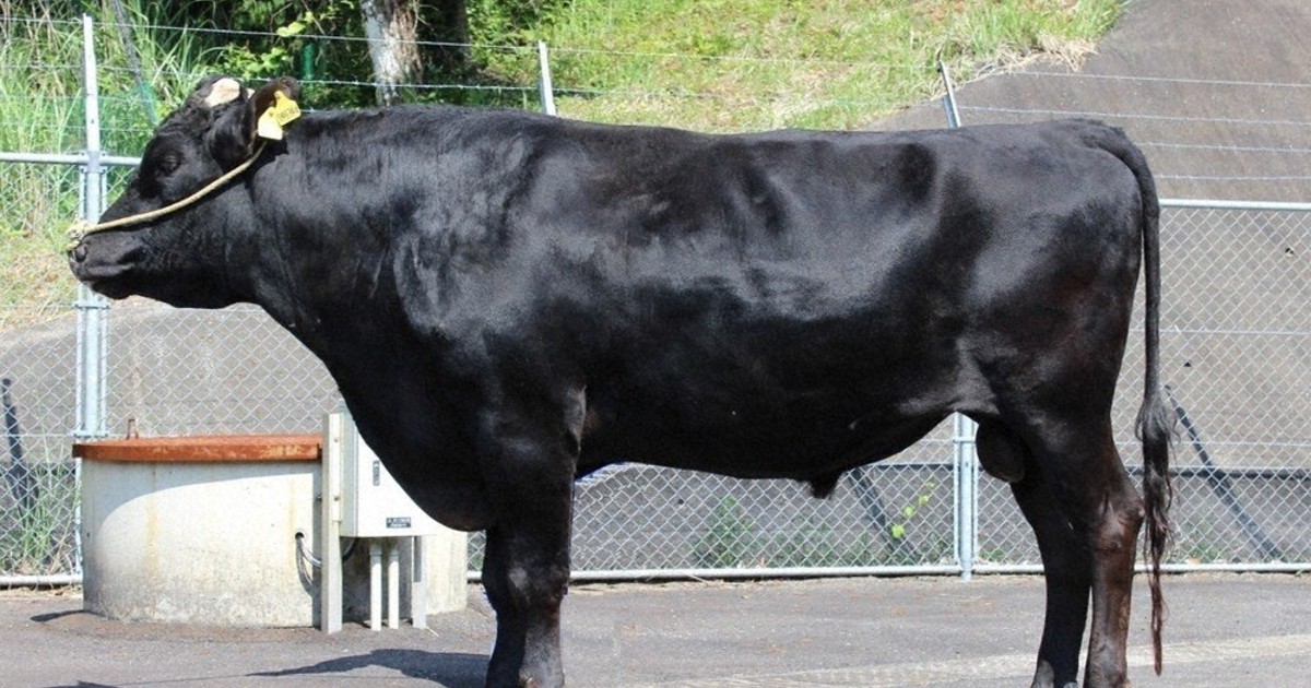 宮崎牛　新種牛「照日向」の子　サシ度合い県史上最高