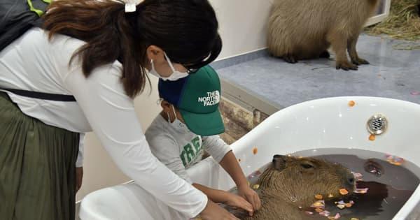 カピバラたちに癒やされて　横浜・みなとみらいに触れ合える動物施設