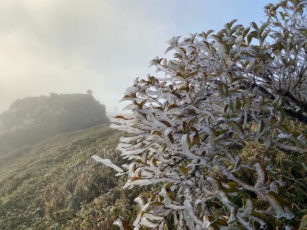 剣山の頂上で霧氷　昨年より13日早く