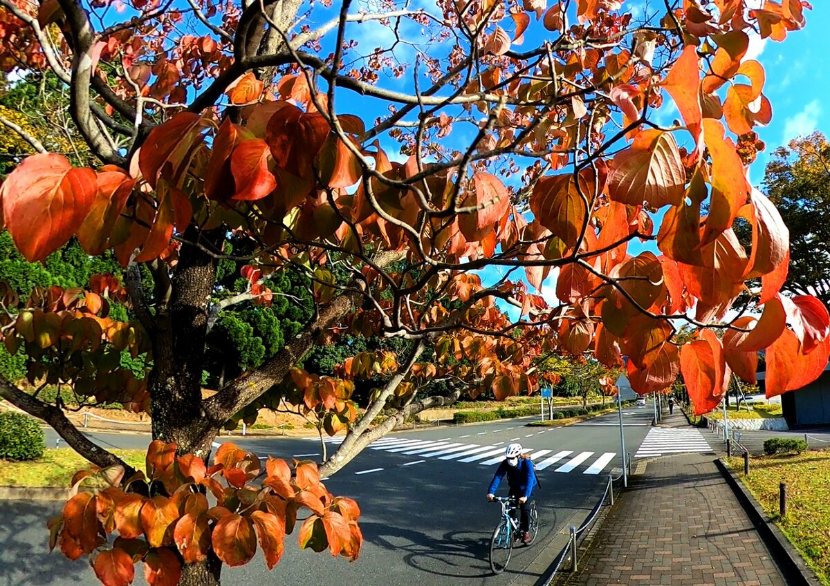 「寒っ」この秋一番の冷え込み　京都ではほんのり紅葉も