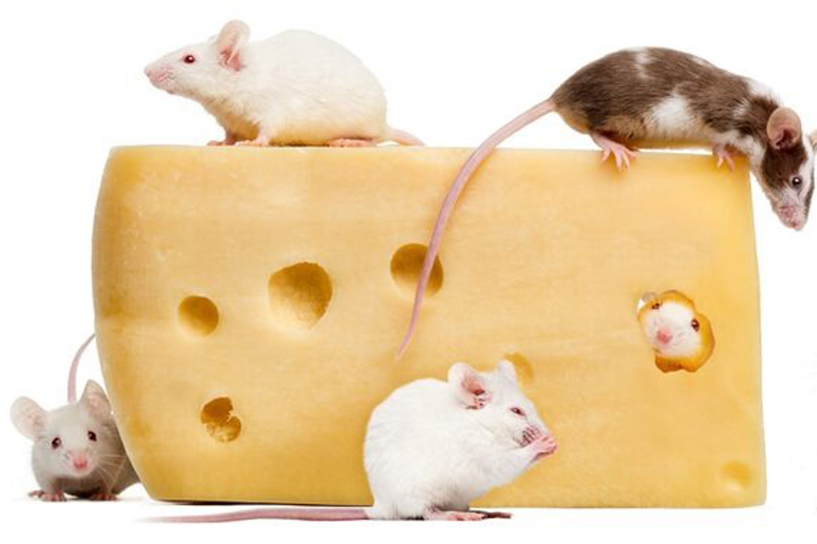 食欲や肥満の抑制に関与するタンパク質を発見。欠損させたマウスでは食欲が2倍に